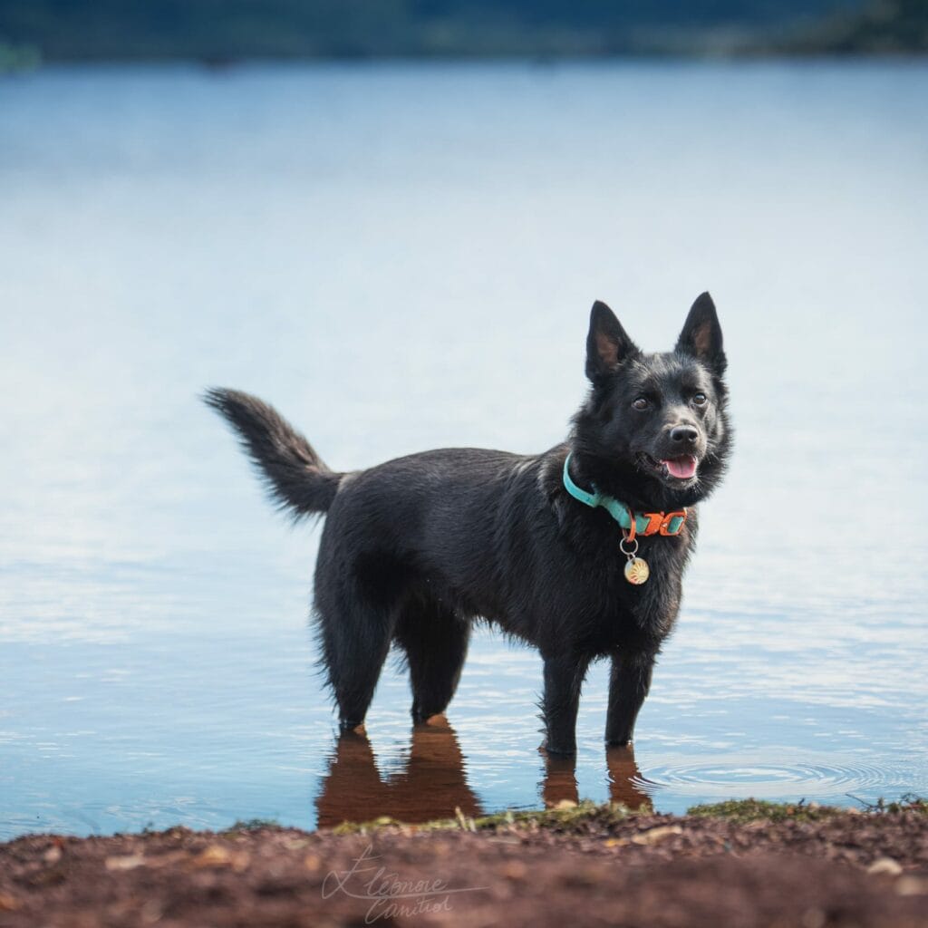 Médaille Soleil – Image 8