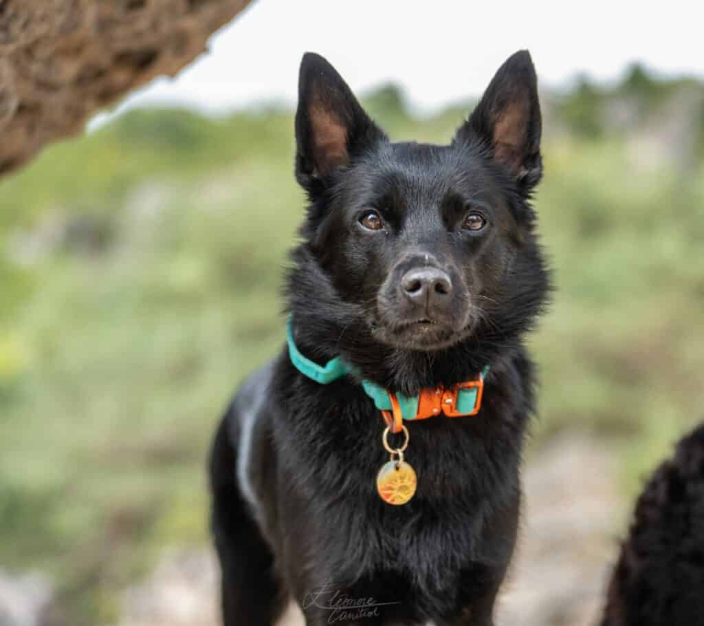 Médaille Soleil – Image 3